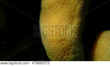 Knob Coral (goniastrea Stelligera) Close-up Undersea, Red Sea, Egypt, Sharm El Sheikh, Nabq Bay