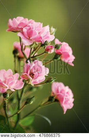 Beautiful Pink Polyantha Rose Also Known As Fairy Rose Blooming In The Garden. Vertical Photo, Dark 