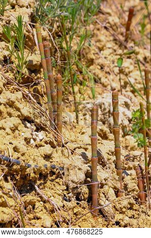 Horsetail, Snake Grass, Puzzlegrass (equisetum Arvense), Puzzlegrass On The Lake Shore, Ukraine