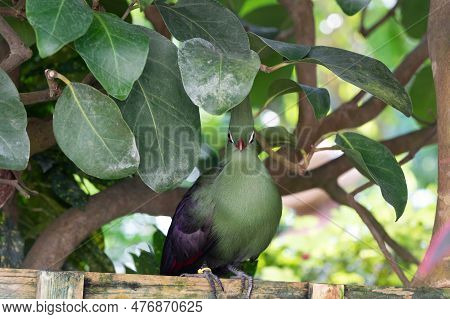 Exotic Tauraco Bird In Wildlife. Exotic Tauraco Bird With Pink Feather. Exotic Tauraco Bird Outdoor