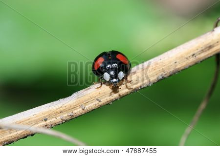 Ladybug