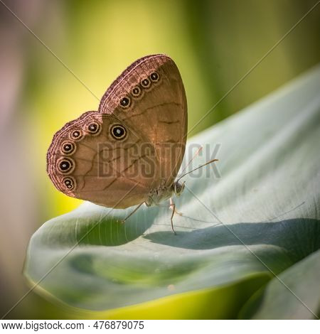 An Appalachian Brown (satyrodes Appalachia) Rests On A Leaf. Raleigh, North Carolina.