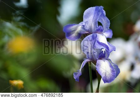 Irideae. Purple Iris Flowers Are Blooming In The Garden. Blue And Purple Flowers In The Garden. Macr