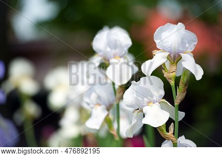 Irideae. White Iris Flowers Are Blooming In The Garden. White Flowers In The Garden. Macro Photo, Fl