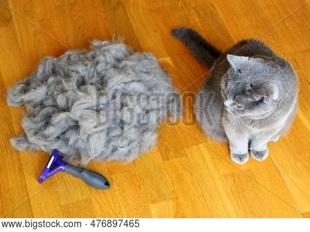 Combing Fluffy Cats. Caring For For Pet Hair At The Beginning Of A Hot Summer. A Molt Of Cats. Remov
