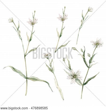 Set Of Flowering Greater Stitchwort Plants In Wild Nature. Rabelera Holostea, Syn. Stellaria Holoste