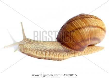 Several Snail. Different Angle
