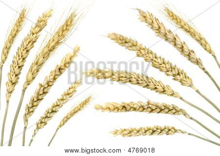 Wheat