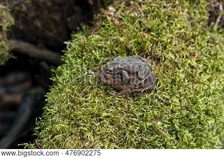 Couple Of Common Toads In Amplexus Among Moss