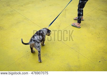 Child Pulling By Leash Unwilling Grey Puppy