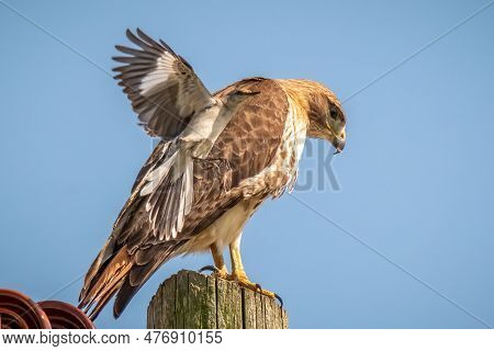 A Territorial Northern Mockingbird Harasses A Red-tailed Hawk. Raleigh, North Carolina.