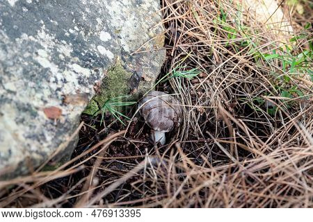A Young Edible Mushroom - Row Earthy Gray - Mouse - Tricholoma Terreum Makes Their Way Through A Lay
