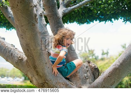 Child Boy Climbing High Tree In The Summer Park. Portrait Of Cute Kid Boy Sitting On The Tree, Climb