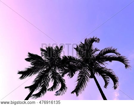 Silhouette Palm Tree With Gradient Violet Sky. Romantic Atmosphere No People.