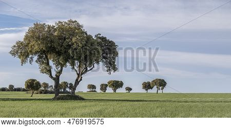 Panoramic View Of A Field Of Green Cereal, With Spreading Oak Trees On A Spring Day With Blue Sky An