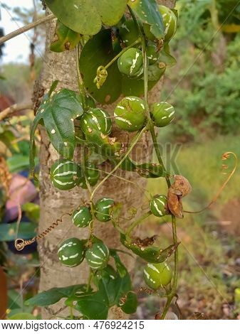 Diplocyclos Palmatus, Marble Vine In Indian Agriculture Farm