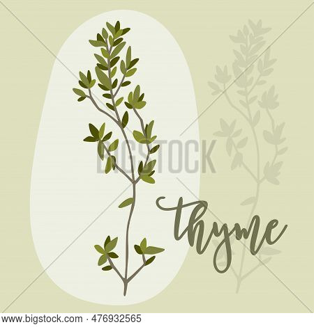 Hand Drawn Thyme Branches And Bunch. Thymus