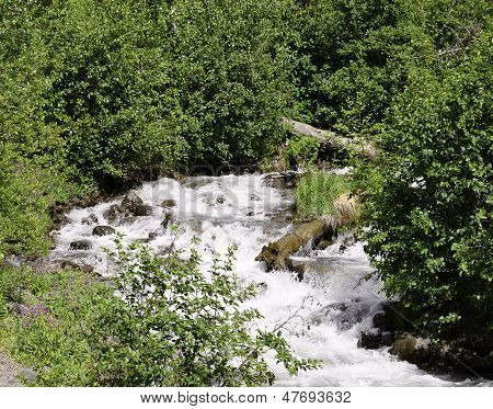 Pędzi creek