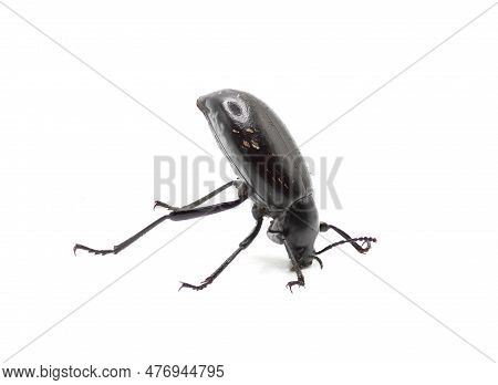 A Desert Stink Beetle, Species Eleodes Longicollis, Doing A Head Stand When Photographed Isolated Ag