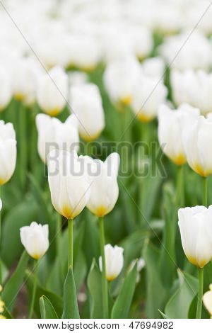 Weiße Tulpen