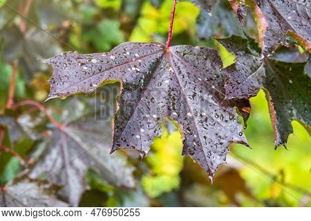 Acer Platanoides, The Norway Maple, Fresh Wet Maple Leaves With Rain Drops In Summer Park Or Forest.