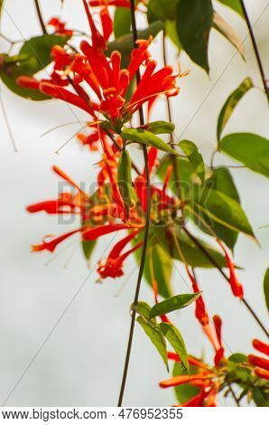Bright Orange Bloomimg Wildflowers Of Himalayas, Natural Beauty Of Himalayan Mountains. Image Shot A