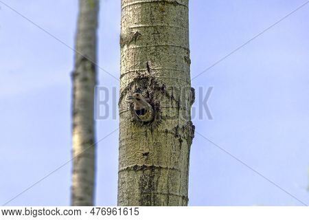 The Northern Flicker (colaptes Auratus) In The Nest Cavity. Flicker Nesting In Wisconsin. North Amer