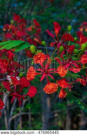 A Vibrant Red Flower Blossoms Against A Backdrop Of Lush Green Shrubbery, Highlighting The Beauty An