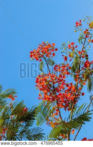 A Breathtaking Low Angle View Of A Rowan Tree In Full Bloom, Surrounded By The Clear Blue Sky And Re