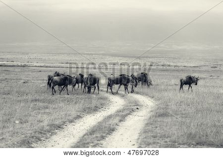 GNU