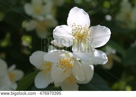 Jasmine Blossoms: Delicate Beauty And Subtle Fragrance In Close-up, Amidst Green Leaves And Sunlight
