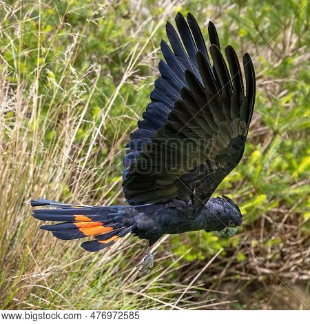 An Adult Male Red Tailed Black Cockatoo, Calyptorhynchus Banksii, In Flight Against A Foliage Backgr