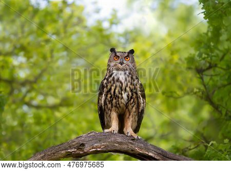 Close-up Of Eurasian Eagle Owl (bubo Bubo) Perched On A Tree Branch, Uk.