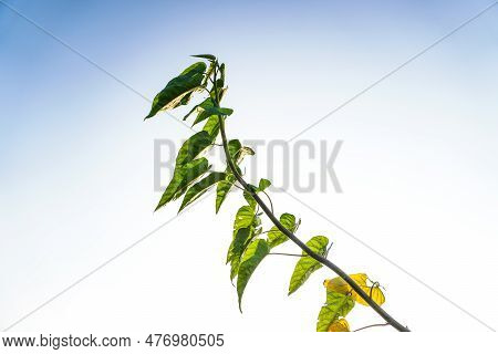 A Stick Ipomoesa Carnea In White Background.thats Traditionally Used To Treat Leucoderma And Other R
