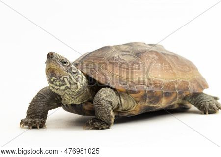 The Razor-backed Musk Turtle (sternotherus Carinatus) Isolated On White Background