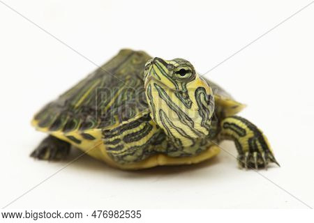 The Yellow-bellied Slider Turtle (trachemys Scripta Scripta) Isolated On White Background