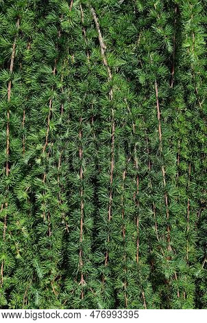 Branches Of Weeping Form Of Deciduous Larch Stiff Weeper - Larix Kaempferi - As A Natural Green Back