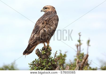 Steppe Buzzard Bird Of Prey