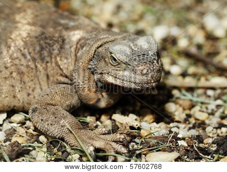Monitor Lizard