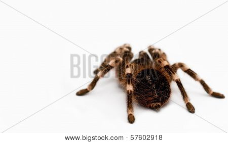 Beautiful Spider