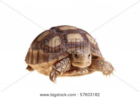 African Spurred Tortoise (sulcata)