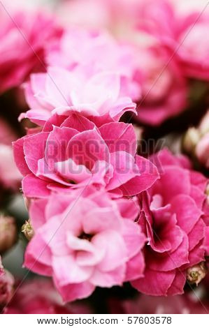 Kalanchoe Flower Blossoms