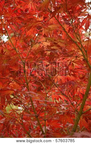 Japanese red maple leaves in late Autumn