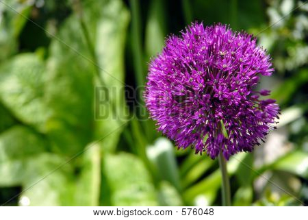 Allium Purple