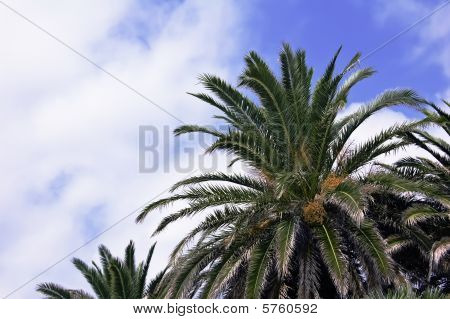 Palmsky