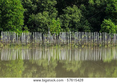 Mangrove Forest