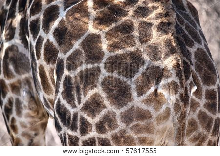 Giraffe Closeup