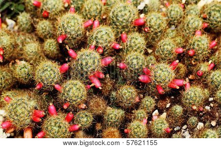 Mammillaria Prolifera
