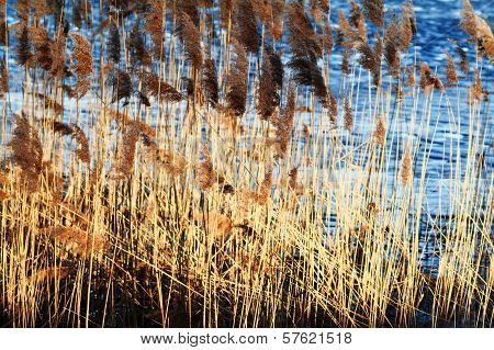 Reed