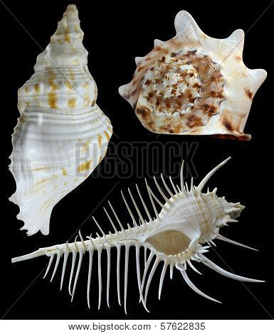 seashell on a black background